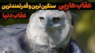 رازهای مخوف عقاب هارپی : شکارچی مرگبار و زندگی عقاب هارپی