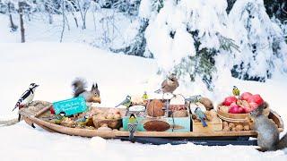 The Traveling Bird Feeder 5 | Dog & Cat TV | Relax With Birds & Squirrels | Forest Sounds