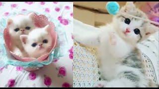 Cute baby animals - cute moment of the animals可愛小動物的開心時刻＃7