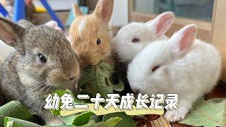 growth change record of young rabbits from the first day of life to twenty-two days