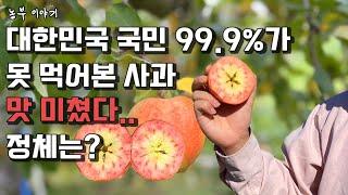 1개에 2만 원? 미친 고소득 작물, 국내 딱 50개 밖에 없는거 먹어보고 왔습니다.(귀농작물 추천, 사과 신품종 문루즈)