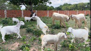 herd of savanna goats with seven-month-old kids (cabras e cabritos com 7 meses da raça savana)