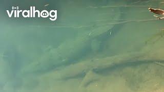 Close Encounter with a Hidden Saltwater Crocodile || ViralHog