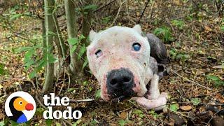 Skinny Senior Pittie Found Alone In The Woods Is Queen Of Her House | The Dodo