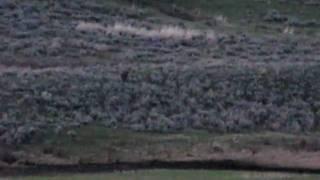 Yellowstone Wolf Pack Howling