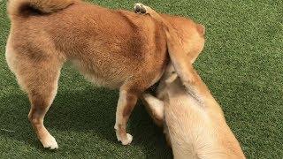 さらにイチャつく柴犬    柴犬ゆき Shiba inu, Yuki