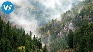 Europas Urwälder - Ein Schatz der Natur (360° - GEO Reportage)