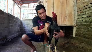 MELIHAT PETERNAKAN AYAM BANGKOK PAK WAHYU