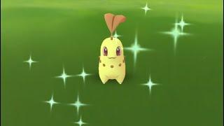 Catching and Evolving Shiny Chikorita! (Pokemon Go Community day)