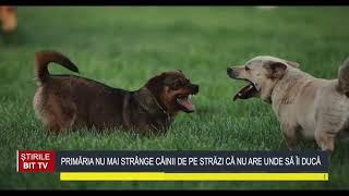 ȘTIRILE BIT TV - PRIMĂRIA NU MAI STRÂNGE CÂINII DE PE STRĂZI CĂ NU ARE UNDE SĂ ÎI DUCĂ