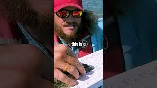 How many fish will Captain Erik catch LIVE streaming to Key West.  #kayak #fishing #livecreator