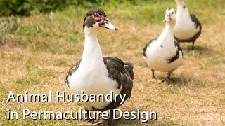 Animal Husbandry in Permaculture