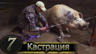 ХРЯК НА 300 КГ / КАСТРИРУЮ В ОДНОГО