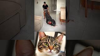 dangerous moment  #cat #memes #funny #trending