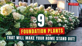 9 BEST FOUNDATION PLANTS That Will Make Your Home STAND OUT! 