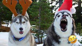 FUNNIEST Huskies | Normal dogs vs Huskies | 10 Minutes Best Videos | Part 27