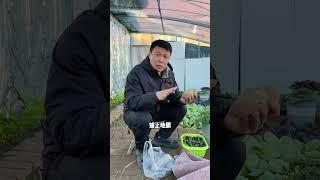 土豆什么时候种植？土豆几月份种植？#土豆种植时间 #种植小技巧 #土豆种植 #土豆高产种植