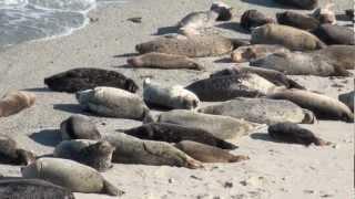 Monterey Bay Harbor Seals