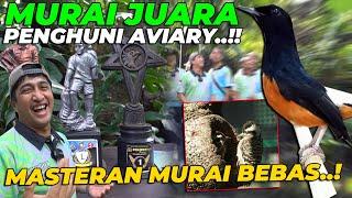 WOW..!! BURUNG SANG JUARA JADI PENGHUNI AVIARY..! MASTERAN MURAI BATU LANGSUNG GACOR..