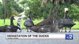 Lehigh Acres neighborhood overrun by invasive Muscovy ducks