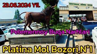 23.06.2024 Yil,Toshkent vil,Boʻstonliq tumani,Platina Chorva Mol bozori,Pelemennoy Buqa Narhlari.