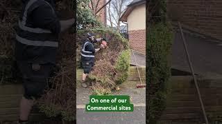 Would you trim hedges like this?  We do for reducing #demo #arb #hedgetrimming #slicing #property