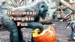 Halloween Treat or Trick - Can Wela Befriend the Mangabey Monkey