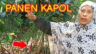 Panen KAPULAGA atau KAPOL di Kebun dekat Rumah l hidup di desa l vlog mbak retno