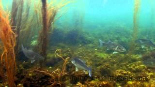 Underwater stock footage sea & ocean Ireland. 水下录像海和海洋 Imágenes subacuáticas del mar.