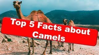 Top 5 Facts about Camels