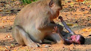 Oh My Baby! Small monkey mother stops milk during weaning