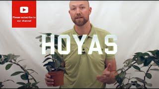 All you need to know about Hoyas (Wax flower)