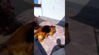 Идем гулять #немецкаяовчарка #germanshepherd #овчарка #рекомендации #рек #мем #мемсобака #doglife