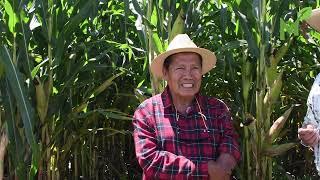 En la búsqueda de los mejores híbridos para Zacatecas. Parcelas demostrativas de maíz.