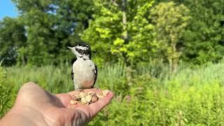 Hand-feeding Birds in Slow Mo - Downy Woodpecker