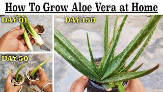 How to grow aloe vera at home || How to plant aloe vera without roots - ( Full video with Update )