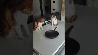 Cats Fascinated by Spinning Pan || ViralHog