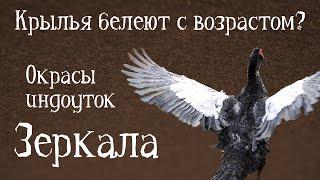 ЗЕРКАЛА. Окрасы индоуток: часть 1. Рассматриваем зеркала 20 мускусных уток!