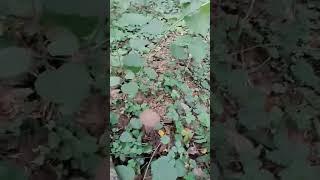 А вот и у нас появились грибы. Звуки леса, пение птиц и лето в Ленинградской области