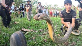 PINAKA MALAKING KING COBRA NAHULI SA BULACAN