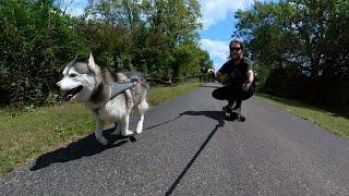 Longboarding With Our Huskies