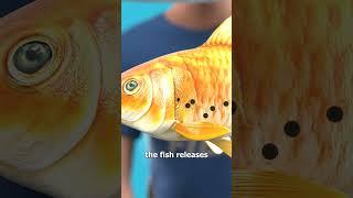 How Fish Breathe Underwater 