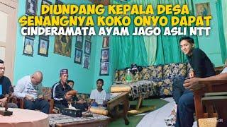 DIUNDANG KEPALA DESA SENANGNYA KOKO ONYO DAPAT CINDERAMATA AYAM JAGO ASLI NTT