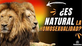 HOMOSEXUALIDAD EN EL REINO ANIMAL: 10 ESPECIES que la PRACTICAN (APARTE DE LOS HUMANOS)