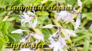 Zipfelkäfer - "Clanoptilus elegans"  im Toggenburg, Schweiz