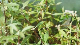 The Vibrant World of Alternanthera Reineckii Mini