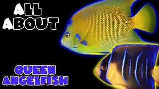 All About The Queen Angelfish
