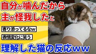 【2ch動物スレ】飼い主の足を噛んでしまった猫→包帯姿を見て自分の罪に気付いた結果ｗｗｗｗｗ