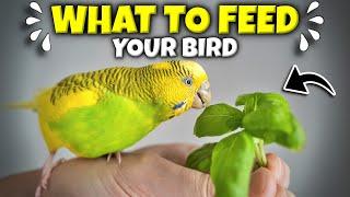 How to Feed your Pet Bird | A Guide for Seeds, Veggies and Pellets