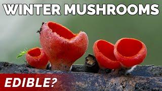 Nature With Me | Winter Mushroom Sarcoscypha Coccinea | Foraging Scarlet Elf Cup | Edible Mushrooms